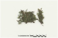 藏品(南亞孔雀苔)的圖片